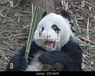 Les pandas géants ont une alimentation principalement herbivore, le bambou étant leur principale source de subsistance. Banque D'Images