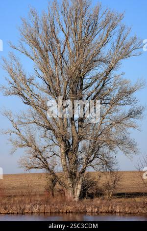 Un vieux peuplier puissant au bord d'un étang Banque D'Images