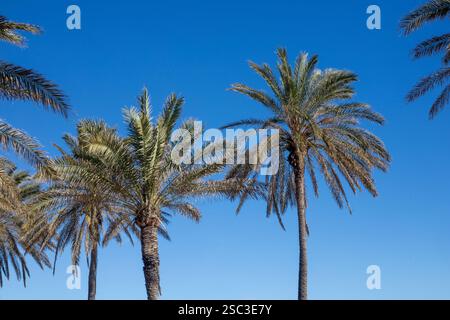 Palmiers sur la plage de Patacona, Alboraya, Valence Banque D'Images