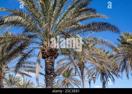 Palmiers sur la plage de Patacona, Alboraya, Valence Banque D'Images