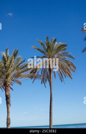 Palmiers sur la plage de Patacona, Alboraya, Valence Banque D'Images