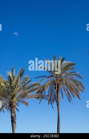 Palmiers sur la plage de Patacona, Alboraya, Valence Banque D'Images