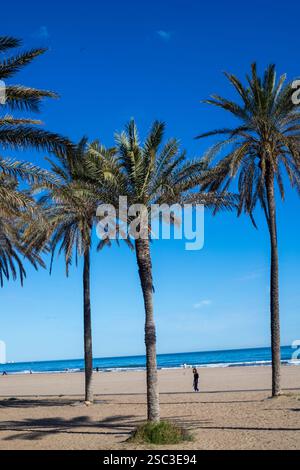 Palmiers sur la plage de Patacona, Alboraya, Valence Banque D'Images