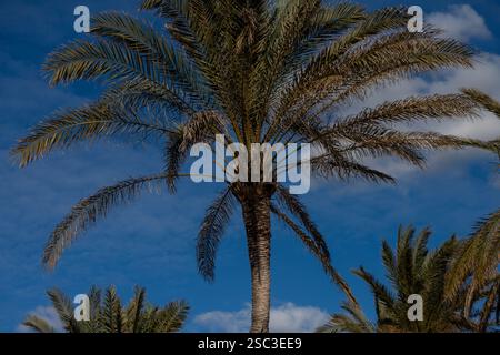 Palmiers sur la plage de Patacona, Alboraya, Valence Banque D'Images