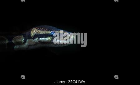 Python royal, Python regius, également connu sous le nom de python de balle. Un serpent de prairie originaire d'Afrique de l'Ouest et du Centre. Gros plan de la tête contre un b noir Banque D'Images