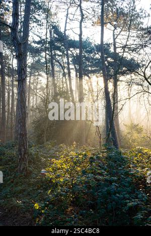 Atmosphère mystérieuse dans la forêt comme le soleil brille à travers les branches des arbres un matin tôt d'hiver. Banque D'Images