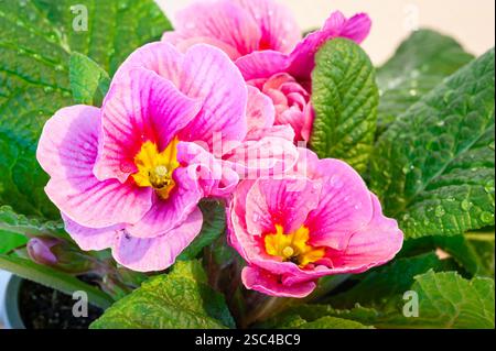 Gros plan de belles fleurs de Primrose rose rose (Primula vulgaris) Banque D'Images