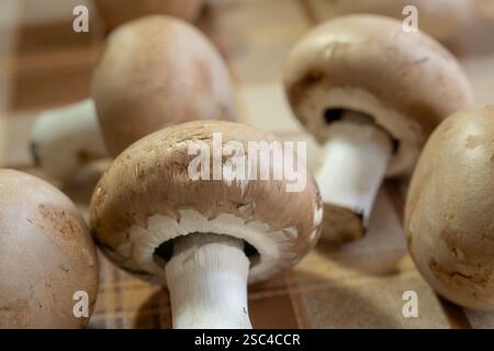 bouton marron champignon gros plan macro Banque D'Images
