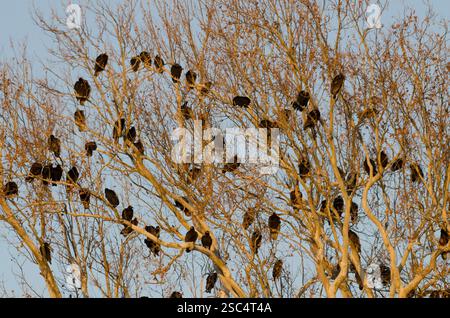 Vautours dindes, aura Cathartes, et vautours noirs, Coragyps atratus, dans le perchoir nocturne Banque D'Images