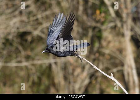 Gros plan d'une corneille en train de prendre son envol Banque D'Images