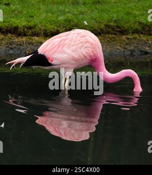 Flamants roses au sanctuaire d'oiseaux de la zone humide Slimbridge, Gloucestershire Banque D'Images