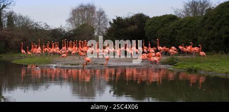 Flamants roses au sanctuaire d'oiseaux de la zone humide Slimbridge, Gloucestershire Banque D'Images