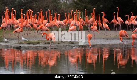 Flamants roses au sanctuaire d'oiseaux de la zone humide Slimbridge, Gloucestershire Banque D'Images