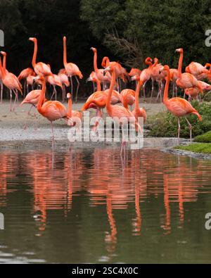 Flamants roses au sanctuaire d'oiseaux de la zone humide Slimbridge, Gloucestershire Banque D'Images