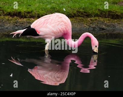 Flamants roses au sanctuaire d'oiseaux de la zone humide Slimbridge, Gloucestershire Banque D'Images