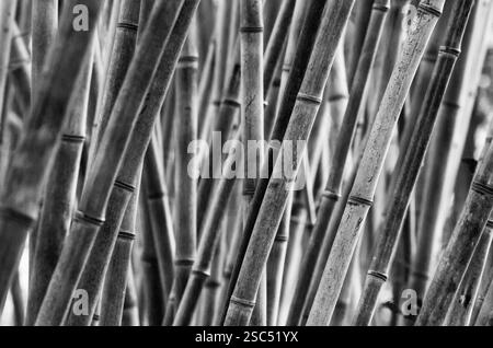 Une vue abstraite monochrome d'une forêt dense de bambous, mettant en valeur les motifs complexes et les textures des tiges dans un comp minimaliste noir et blanc Banque D'Images