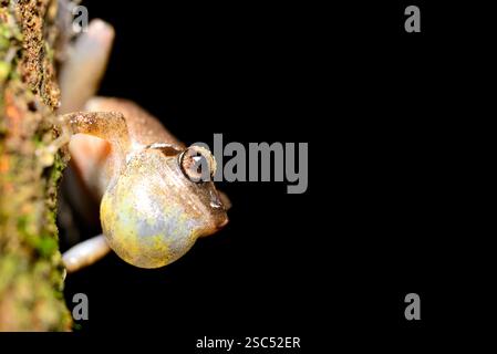 Grenouille arboricole (Pseudophilautus amboli) à Cotigao, Goa, Inde Banque D'Images