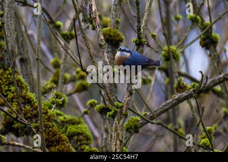 La nacelle eurasienne ou nacelle en bois (Sitta europaea) est un petit oiseau passerin que l'on trouve dans tout le Paléarctique et en Europe. Comme les autres noix Banque D'Images