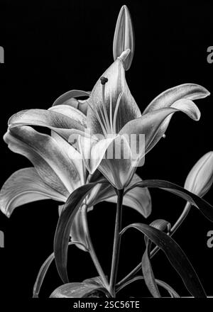 Fleur de Lily monochrome sur fond noir vertical Banque D'Images