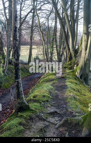 Sentier pédestre à travers les bois sur Hascombe Hill lors d'une promenade hivernale, Surrey Hills AONB, Angleterre, Royaume-Uni, sur le chemin de randonnée longue distance Greensand Way Banque D'Images