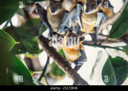 Chauves-souris suspendues à une branche dans un arbre, entourées de feuilles vertes. Banque D'Images