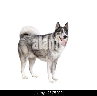 Portrait en taille réelle d'un chien Husky debout avec la bouche ouverte et la langue vers l'extérieur regardant la découpe isolée de la caméra sur blanc Banque D'Images