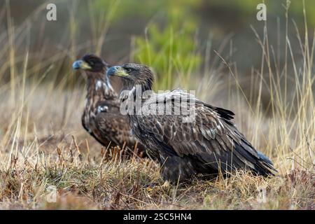 Aigle à queue blanche, Haliaeetus albicilla, aigles juvéniles en hiver, Smaland, Suède Banque D'Images