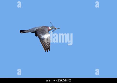 Pigeon de bois commun (Columba palumbus) volant avec une brindille dans le bec pour construire le nid au printemps Banque D'Images
