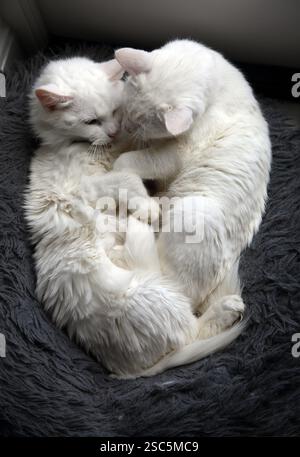 Blanc turc Angora chats mère et fille partageant un lit Banque D'Images