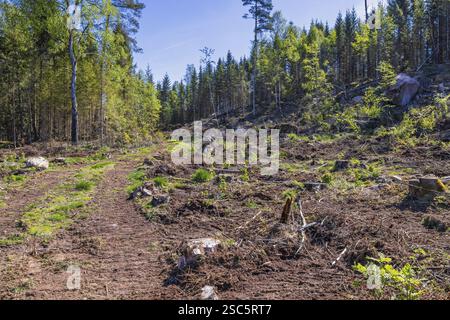 Route forestière sur une coupe à blanc dans une forêt en été Banque D'Images