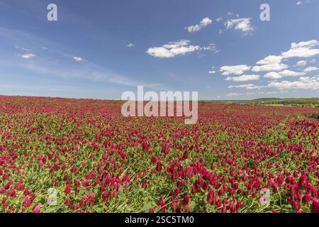 Champ de floraison de Trifolium incarnatum, trèfle cramoisi ou trèfle italien. Ce trèfle est utilisé comme fourrage riche en protéines pour le bétail vivant Banque D'Images