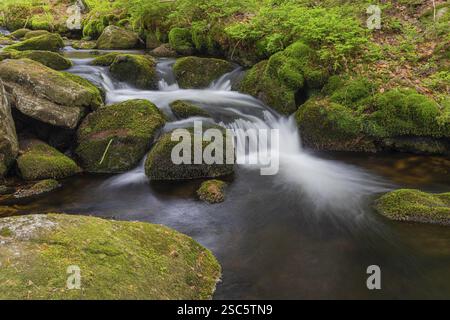 Kleine Ohe Creek en dessous du village de Waldhaeuser dans le parc national de la forêt bavaroise. Eau courante, petites cascades, pierres moussues et végétatio verte fraîche Banque D'Images