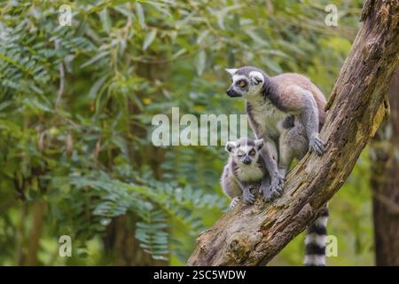 Deux lémuriens à queue annulaire (Lemur catta) sont assis haut sur une branche d'arbre Banque D'Images