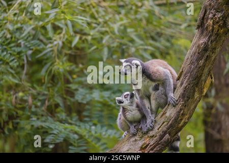 Deux lémuriens à queue annulaire (Lemur catta) sont assis haut sur une branche d'arbre Banque D'Images