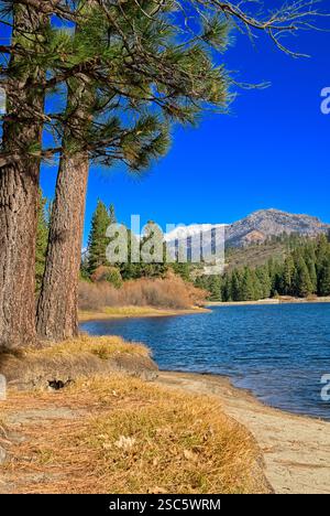 Les pins bordent le rivage du lac Hume dans la forêt nationale de Sequoia avec les sommets lointains de la Sierra Nevada enneigés Banque D'Images