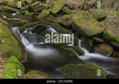 Kleine Ohe Creek en dessous du village de Waldhaeuser dans le parc national de la forêt bavaroise. Eau courante, petites cascades, pierres moussues et végétatio verte fraîche Banque D'Images