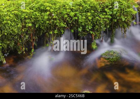 Kleine Ohe Creek en dessous du village de Waldhaeuser dans le parc national de la forêt bavaroise. Eau courante, petites cascades, pierres moussues et végétatio verte fraîche Banque D'Images