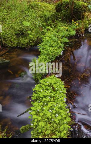 Kleine Ohe Creek en dessous du village de Waldhaeuser dans le parc national de la forêt bavaroise. Eau courante, petites cascades, pierres moussues et végétatio verte fraîche Banque D'Images