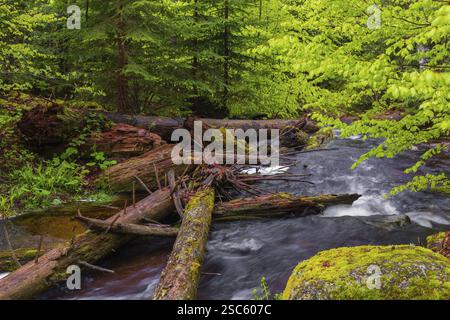 Kleine Ohe Creek en dessous du village de Waldhaeuser dans le parc national de la forêt bavaroise. Eau courante, petites cascades, pierres moussues et végétatio verte fraîche Banque D'Images