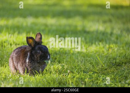 Un lapin domestique sauvage (Oryctolagus cuniculus domesticus) est assis sur un pré et mange de l'herbe Banque D'Images