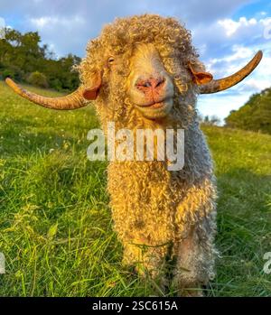 Chèvre angora dans le champ Banque D'Images