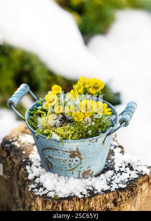 Arrangement floristique avec des fleurs d'aconite jaune d'hiver et des moos dans un vieux pot turquoise vintage avec du moût 'Garden' dans le jardin couvert de neige. R Banque D'Images