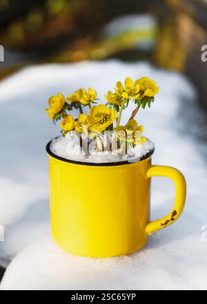 Belles fleurs d'aconite d'hiver dans une tasse jaune dans le jardin couvert de neige. Flou sélectif. (Eranthis hyemalis) Banque D'Images