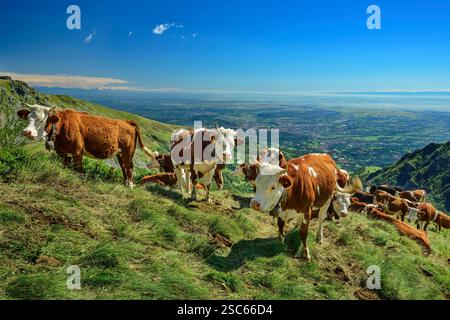 Vaches pâturant sur la crête de montagne avec des plaines italiennes en arrière-plan, GTA, Grande traversée des Alpes, Biella, Alpi Biellesi, Alpes du Valais, Piémont, Banque D'Images