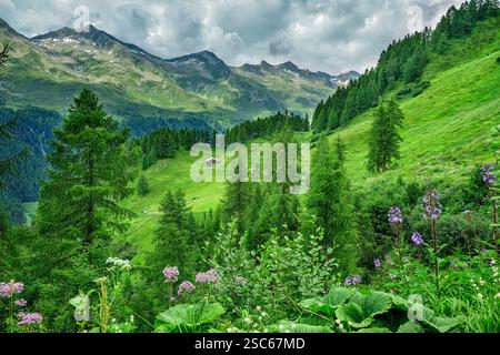 ALM se trouve sur une petite clairière avec la crête montagneuse des Alpes du Zillertal en arrière-plan, Ahrntal, Venediger Group, Tyrol du Sud, Italie Banque D'Images