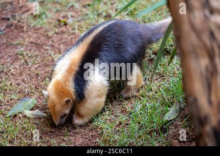 Le tamandua méridional, le Tamandua tétradactyla, également un anteater à col ou un anteater inférieur, est une espèce d'anteater d'Amérique du Sud, qui se trouve dans un pré Banque D'Images