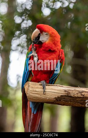 Portrait de perroquet coloré Scarlet Macaw, alias 'Arara vermelha', oiseau brésilien exotique. Oiseau typique brésilien. Banque D'Images