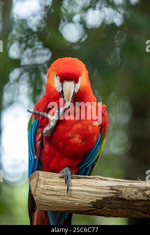 Portrait de perroquet coloré Scarlet Macaw, alias 'Arara vermelha', oiseau brésilien exotique. Oiseau typique brésilien. Banque D'Images