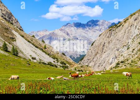 Vaches pâturant sur la prairie verte dans la vallée d'Alpisella le jour ensoleillé d'été, montagnes des Alpes, Italie Banque D'Images