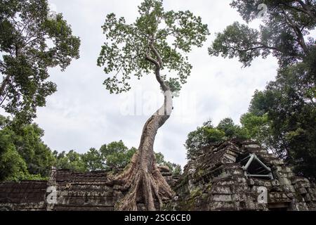 Arbre poussant sur les ruines du temple de Ta Prohm dans le complexe de temples hindouo-bouddhistes Angkor Wat, Angkor Wat, près de Siem Reap, province de Siem Reap, Cambodge, Banque D'Images